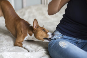 How Mansfield Melancon Car Accident and Personal Injury Lawyers Can Help You After a Dog Bite in Lafayette, LA