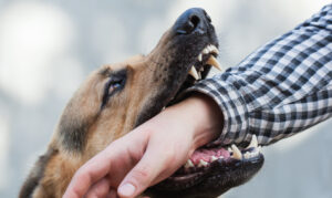 How Mansfield Melancon Car Accident and Personal Injury Lawyers Help Dog Bite Victims in Metairie, LA